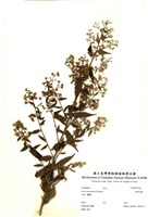 藏品(臺灣馬蘭)的圖片